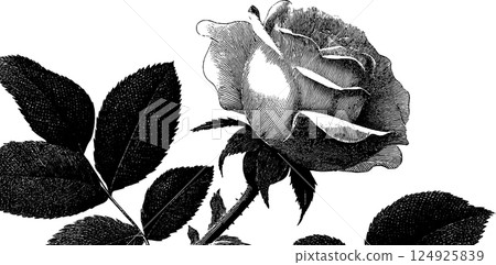 Detailed engraved rose illustration with bold black lines for botanical art and design 124925839