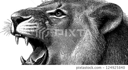 Engraved art of a roaring lion in black and white for wall decor or print design 124925840