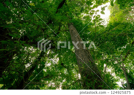 Looking up view of tree trunk to green leaves of tree in forest with sun light. Fresh environment in green woods. Forest tree on sunny day. Natural carbon capture. Sustainable conservation and ecology Looking up view of tree trunk to green leaves of tree in forest with sun light. Fresh environment in green woods. Forest tree on sunny day. Natural carbon capture. Sustainable conservation and ecology 124925875