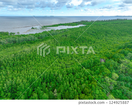 Aerial view green mangrove forest. Natural carbon sinks. Mangroves trees capture CO2. Blue carbon ecosystems. Mangroves absorb carbon dioxide emissions and mitigating global warming. Green ecosystem. 124925887