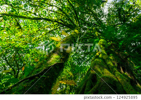 Bottom view of tree trunk with moss to green leaves of trees in forest. Tree forest for sale carbon credit. Carbon dioxide reduction. World environment day background. World natural source of oxygen. 124925895