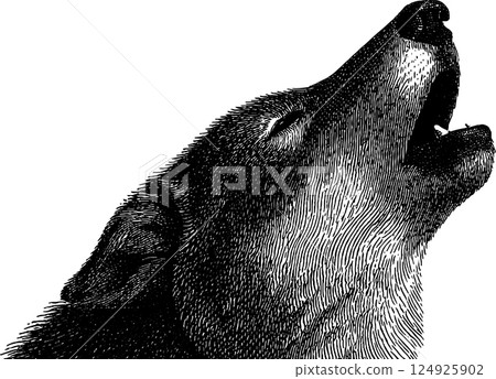 Engraved illustration of a howling wolf in black and white for wildlife art design Engraved illustration of a howling wolf in black and white for wildlife art design 124925902