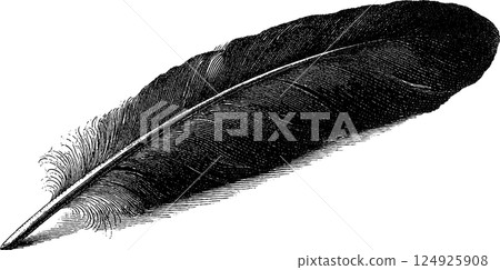 Vintage engraved feather quill illustration for historical writing and design Vintage engraved feather quill illustration for historical writing and design 124925908