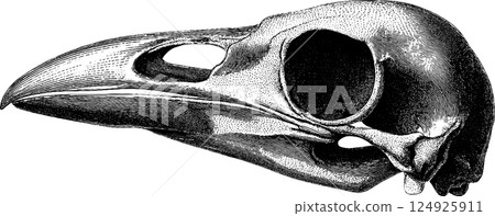 Intricate engraved illustration of a crow skull in bold black design 124925911