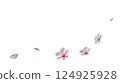 Transparent material of cherry blossom petals dancing in the spring breeze 124925928