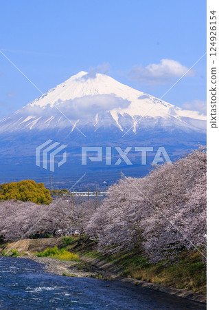 Beautiful view of Mt. Fuji and cherry blossom trees at Ryuganbuchi (vertical composition) Beautiful view of Mt. Fuji and cherry blossom trees at Ryuganbuchi (vertical composition) 124926154