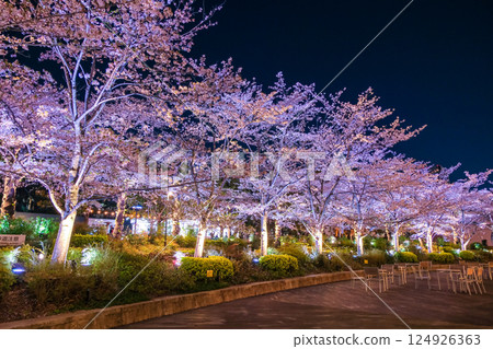 Cherry blossoms at night at Tokyo Midtown, Roppongi, Minato Ward, Tokyo 124926363