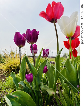 鬱金香田裡盛開的五彩繽紛的鬱金香 124926382