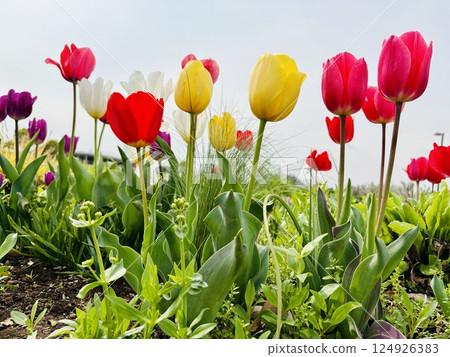 鬱金香田裡盛開的五彩繽紛的鬱金香 124926383