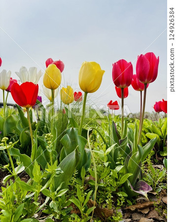 鬱金香田裡盛開的五彩繽紛的鬱金香 124926384