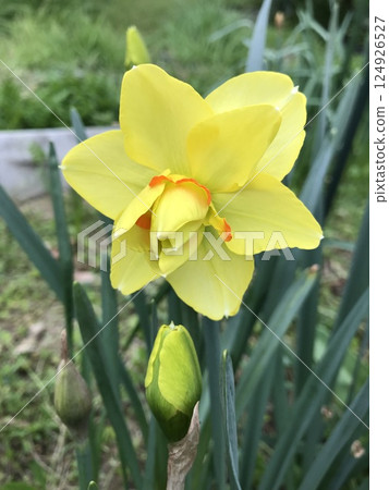 Yellow daffodil Yellow daffodil 124926527