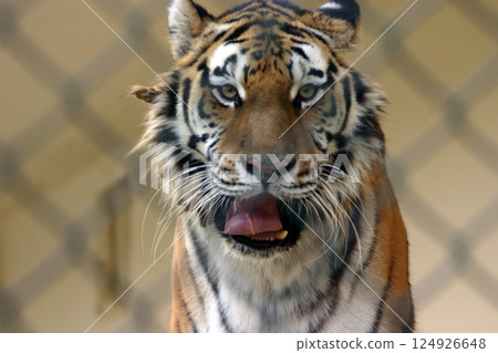 Tiger of the zoo 124926648