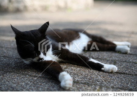 Defenseless stray cats in tourist spots 124926659
