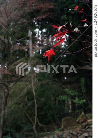 Bright red autumn leaves Bright red autumn leaves 124926678