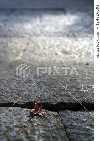 Stone pavement and dead maple leaves Stone pavement and dead maple leaves 124926681