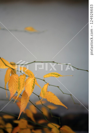 White wall and yellow leaves 124926683
