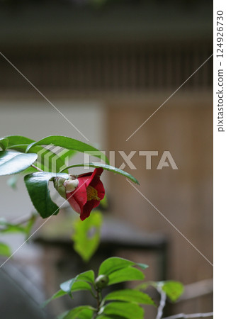 red camellia flower 124926730