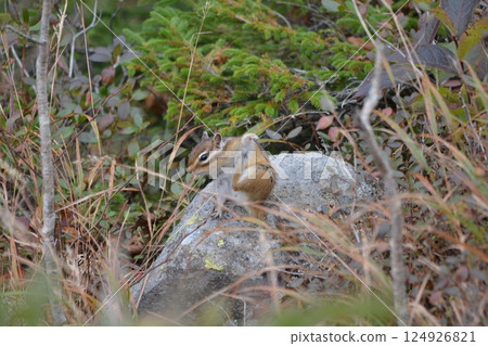 Ezoshimarisu 124926821