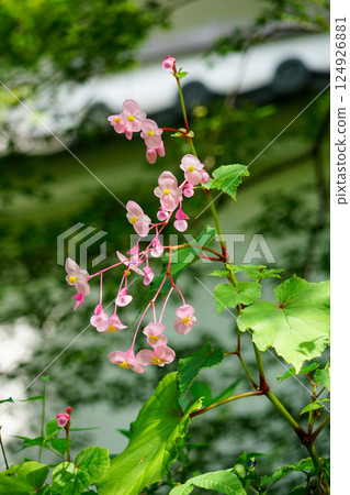 Aka Ha Tung Flower 124926881