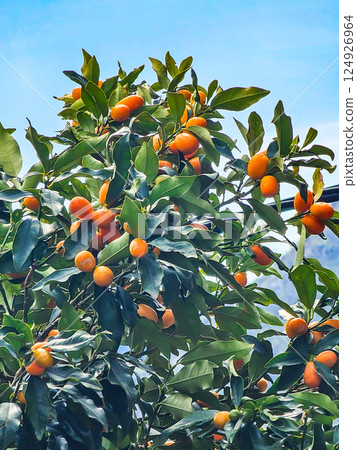 Winter Fruits of Montenegro: Fortunella Kumquat Winter Fruits of Montenegro: Fortunella Kumquat 124926964