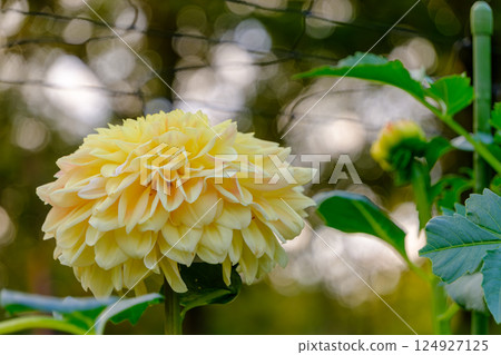 Yellow dahlias in soft light 124927125