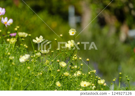A meadow in early autumn with pale yellow cosmos swaying 124927126