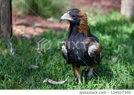 The black breasted buzzard is predator in nature at australia 124927308