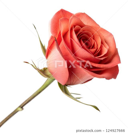 Single Coral Rose on Black 124927666