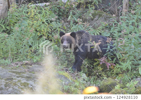 Brown bear Brown bear 124928110