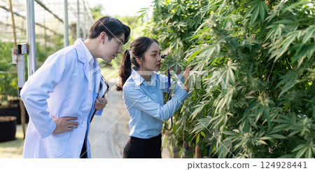 Researching cannabis growth techniques in greenhouse environment insights from experts Researching cannabis growth techniques in greenhouse environment insights from experts 124928441