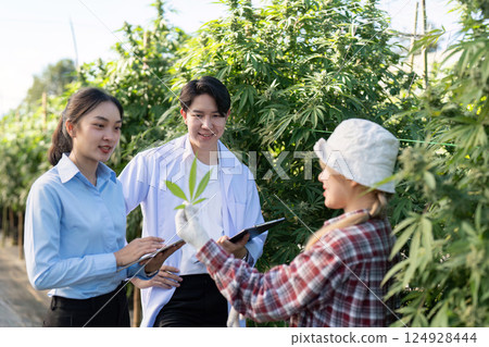 Researching cannabis cultivation techniques greenhouse setting scientific study professional environment collaborative perspective 124928444