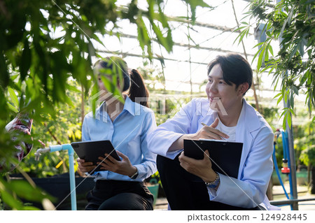 Researching cannabis cultivation techniques greenhouse scientific study agricultural environment close up view innovation 124928445