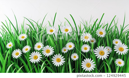 White daisies growing in green grass on white background 124929445