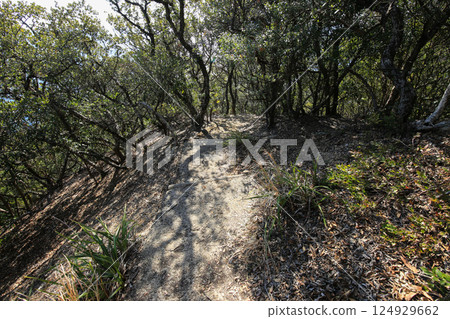 通往高知縣土佐清水市魚岬展望台的道路 124929662