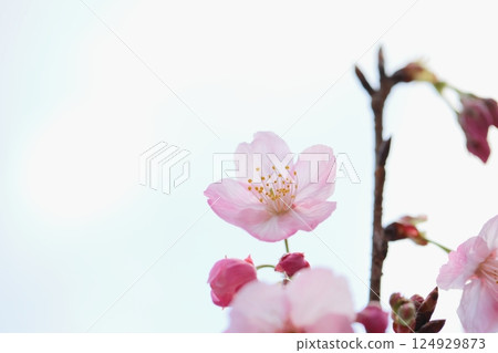 Close-up of pink Yohkou cherry blossoms [Sky background] 124929873