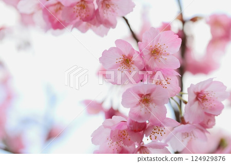 Close-up of pink Yohko Sakura [White background] [Sky background] 124929876