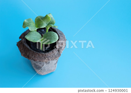 Young Green Plant Sprouts in Biodegradable Carton Pot against vivid Blue background. Represents growth, sustainability, and ecofriendly practices, perfect for environmental or educational themes 124930001