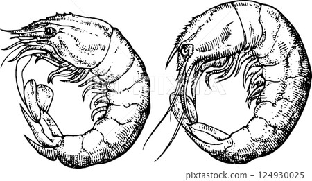 Vintage Illustration of Shrimp Anatomy Vintage Illustration of Shrimp Anatomy 124930025