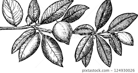 Detailed Black and White Lemon Branch Illustration Detailed Black and White Lemon Branch Illustration 124930026