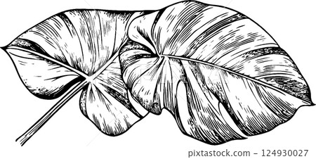 Monstera Leaves Illustration in Black and White Monstera Leaves Illustration in Black and White 124930027