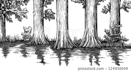 Tall Trees Reflected in Water 124930049