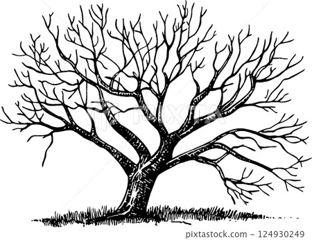 Intricate Leafless Tree Illustration Intricate Leafless Tree Illustration 124930249