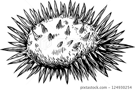 Illustration of a Spiky Seed or Fruit Illustration of a Spiky Seed or Fruit 124930254
