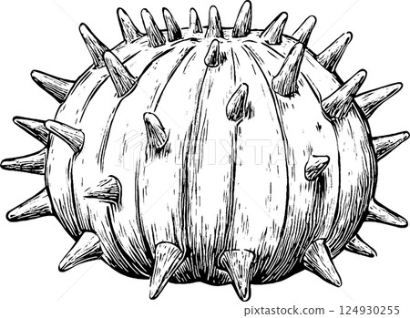 Illustration of a Spiky Sea Urchin Illustration of a Spiky Sea Urchin 124930255