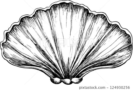 Illustration of a Scallop Shell in Black and White Illustration of a Scallop Shell in Black and White 124930256