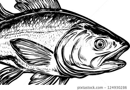 Detailed Black and White Fish Illustration Detailed Black and White Fish Illustration 124930286