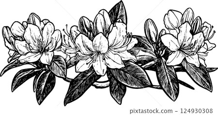 Illustration of Blooming Rhododendron Flowers 124930308