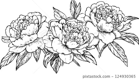 Intricate Black and White Peony Flower Illustration Intricate Black and White Peony Flower Illustration 124930365