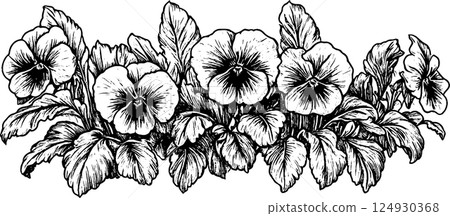 Black and White Pansy Flower Illustration Black and White Pansy Flower Illustration 124930368