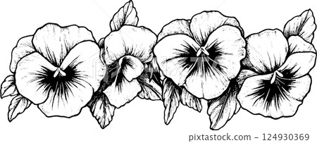 Black and White Pansy Flower Illustration Black and White Pansy Flower Illustration 124930369